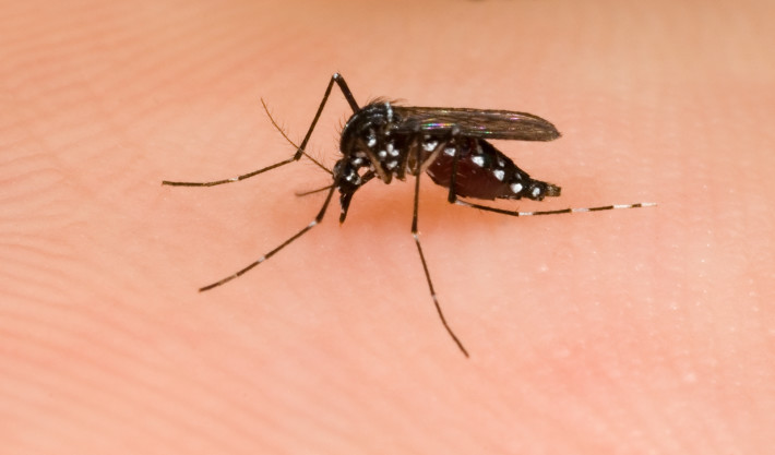 WHAT’S THE BUZZ: MOSQUITO BITES LEAD TO COMPENSATION CLAIM